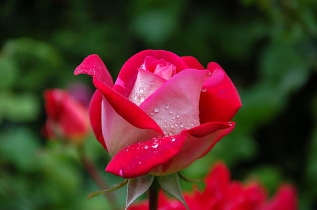 Raindrop on Roses Smartphone Photo