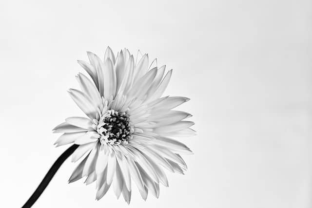 Black and White Flower Image