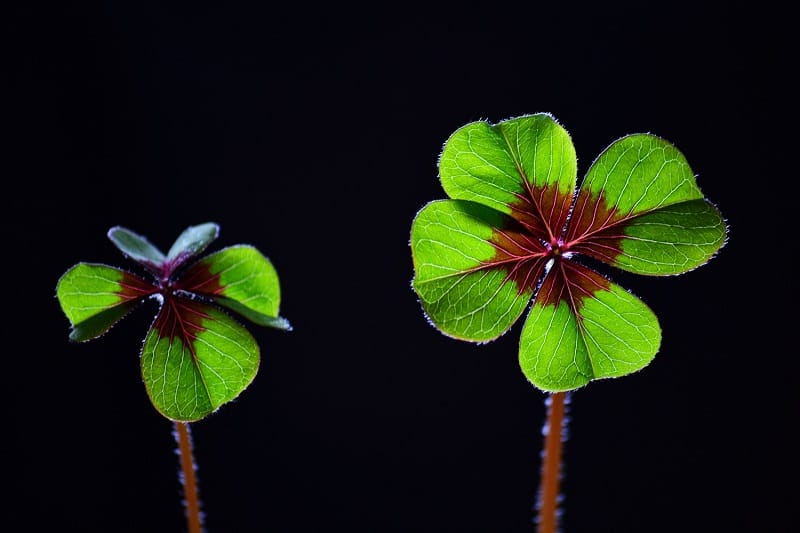 Lucky Clover by Inge